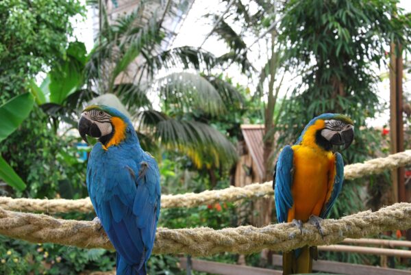 Berkenhof Tropical Zoo